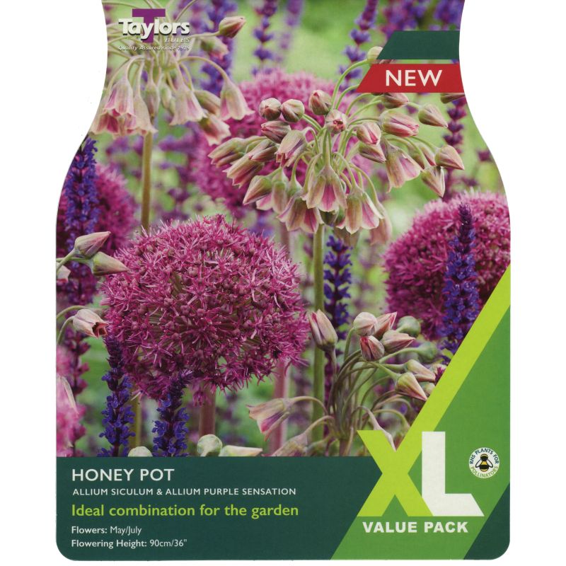 Allium 'Honey Pot Combinations' - XL Value