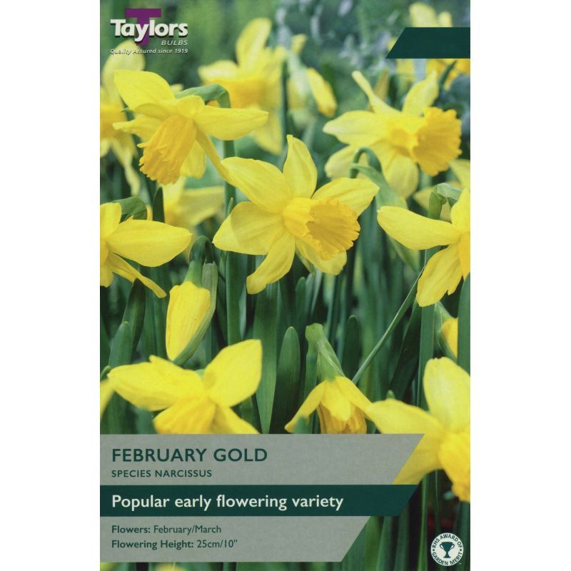 Narcissi 'February Gold'