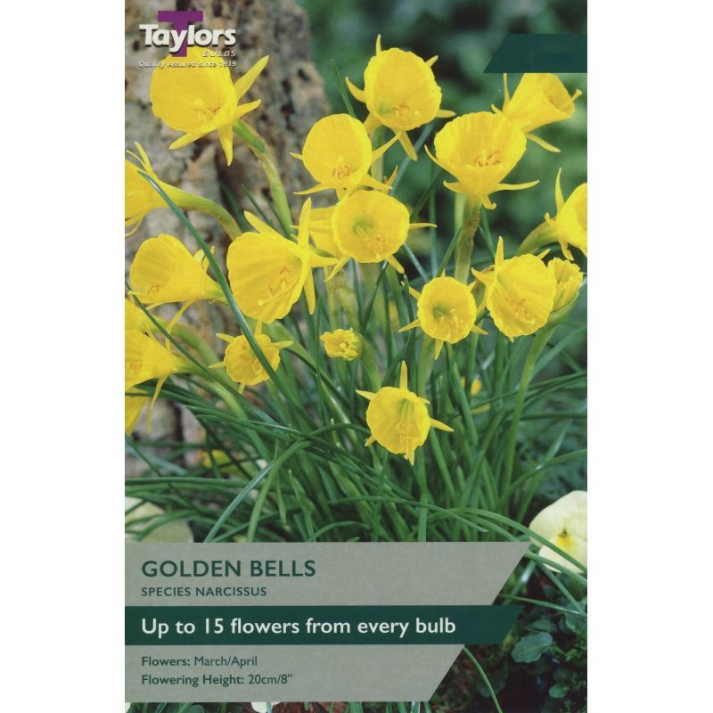 Narcissi 'Golden Bells'