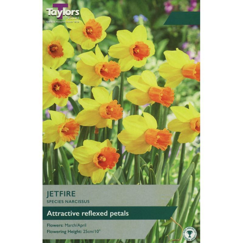 Narcissi 'Jetfire'