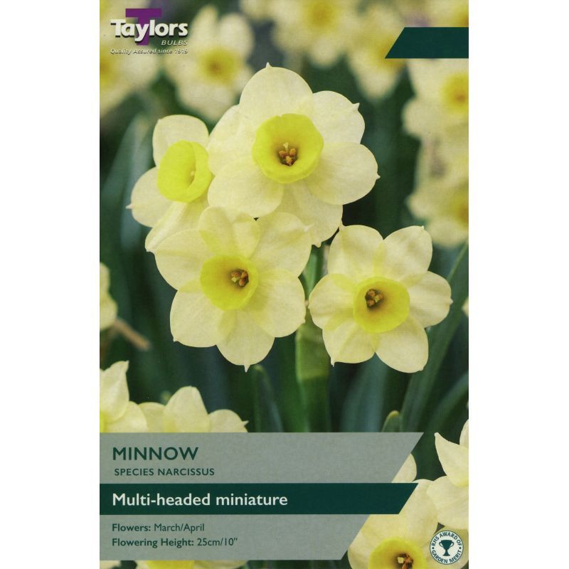 Narcissi 'Minnow'