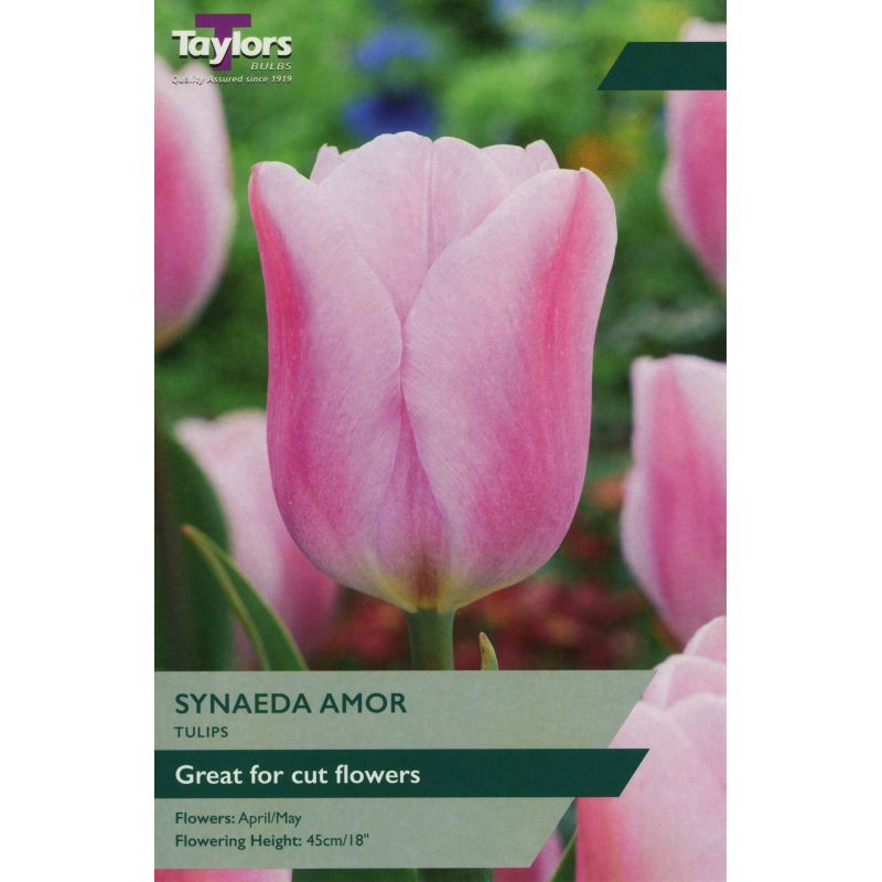 Tulip 'Synaeda Amor'