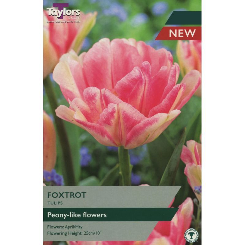 Tulip 'Foxtrot'