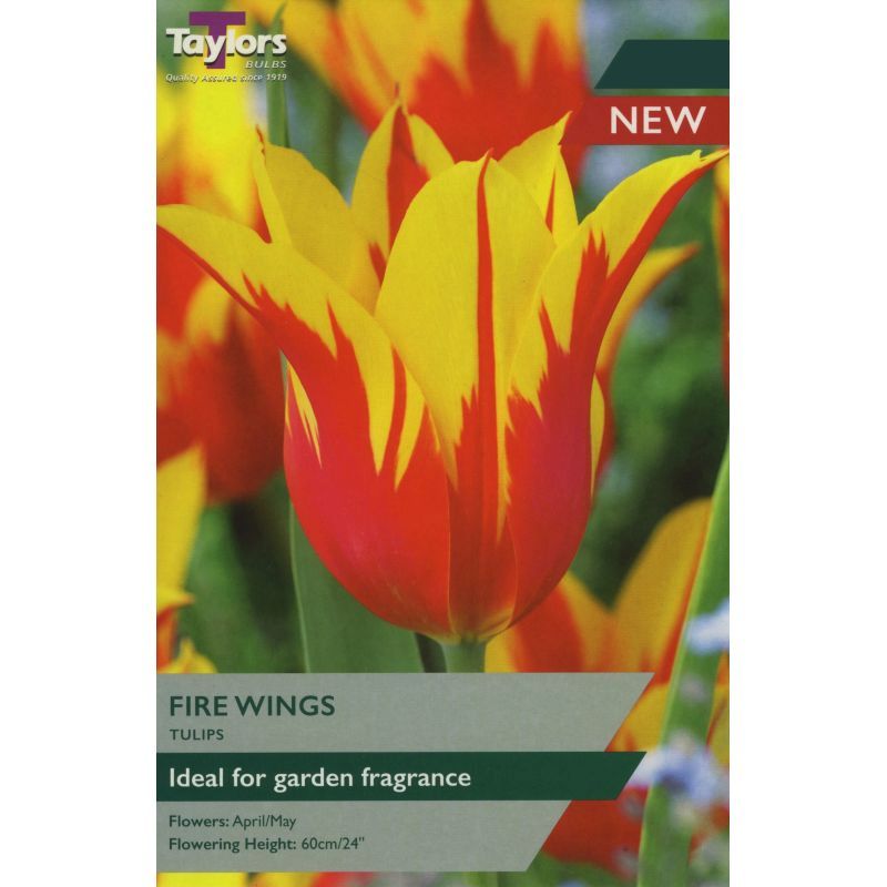 Tulip 'Fire Wings'