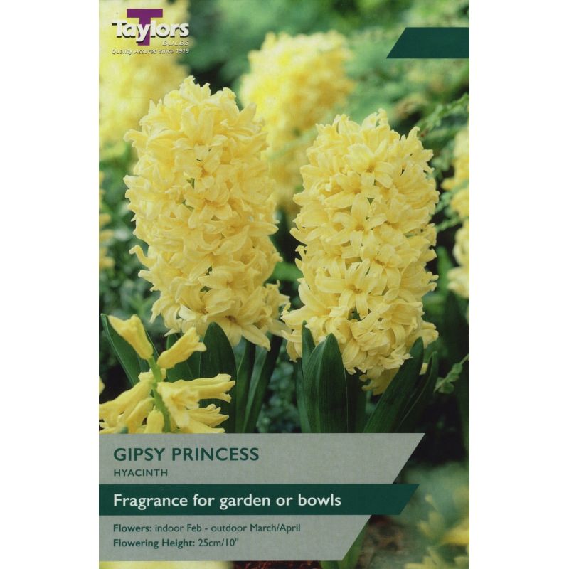 Hyacinth 'Gipsy Princess'