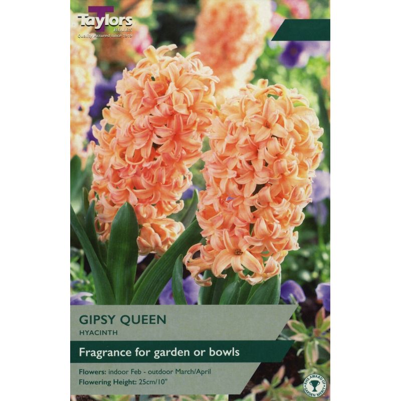 Hyacinth 'Gipsy Queen'