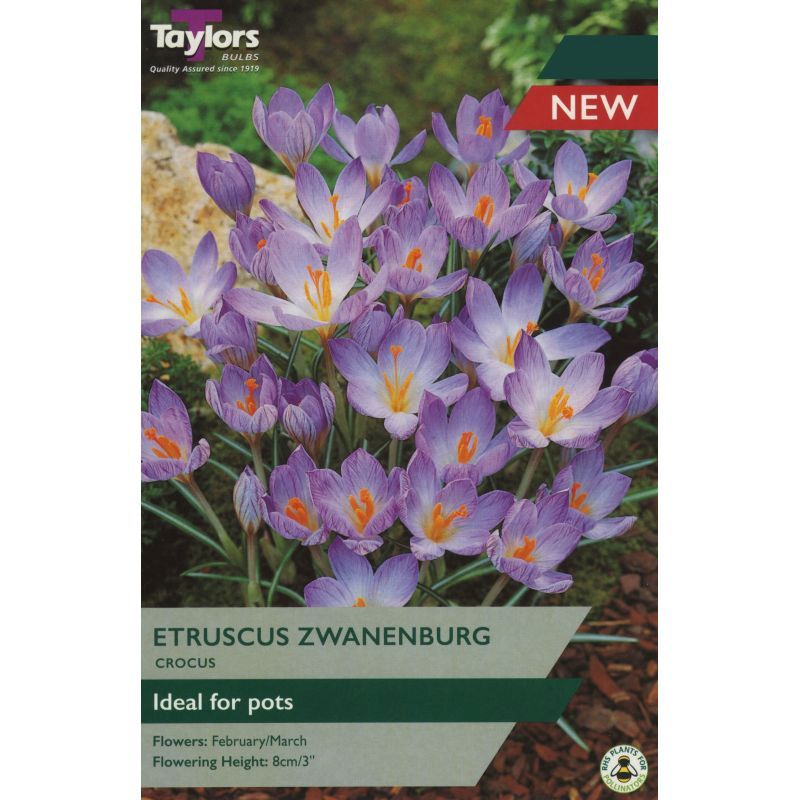 Crocus 'Etruscus Zwanenburg'