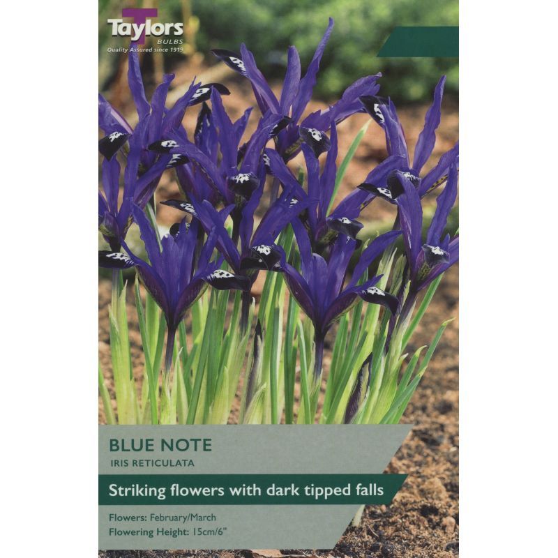 Iris reticulata 'Blue Note'