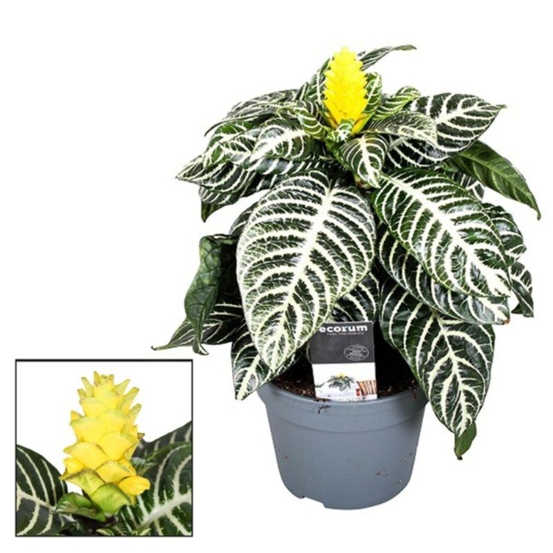 Aphelandra squarrosa 'Dania' 13cm - Houseplants - Arboretum Garden Centre