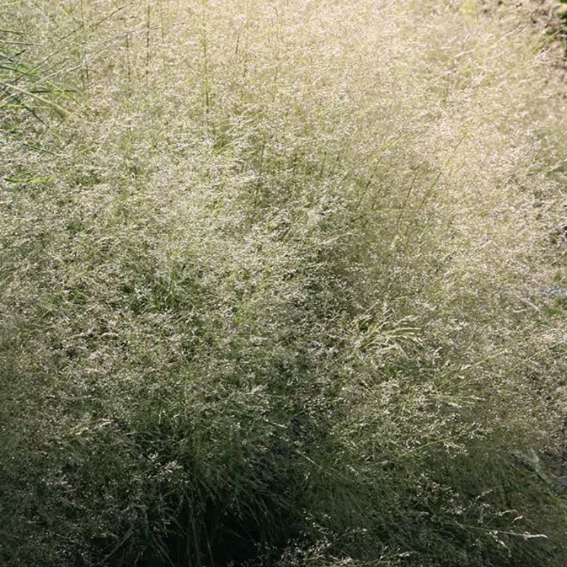 Deschampsia Cesp. 'Goldtau'