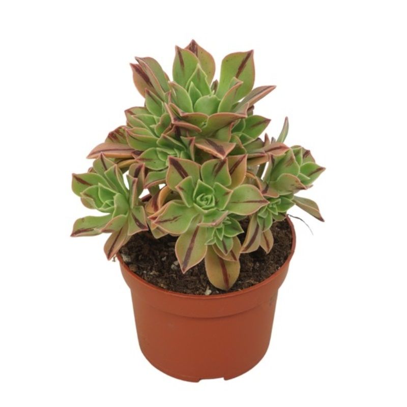 Aeonium 'Red Stripe' 10.5cm