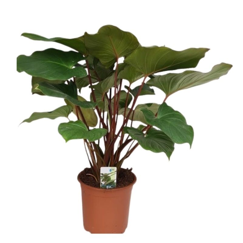 Homalomena rub 'Maggy' 19cm
