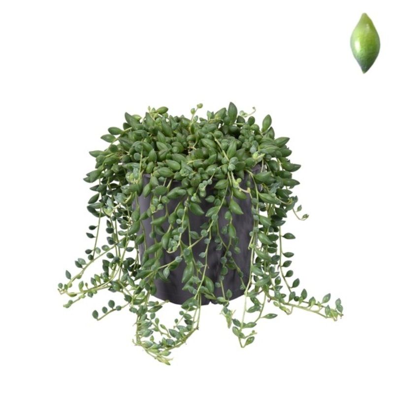 Senecio herreianus 12cm
