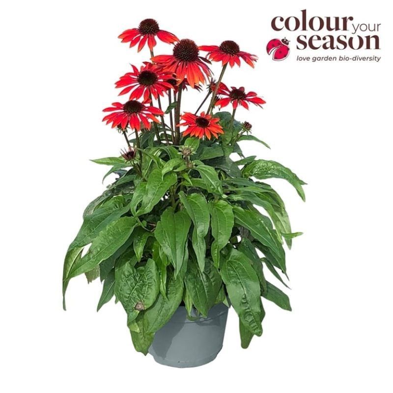 Echinacea 'Sombrero Salsa Red' 3 Litre