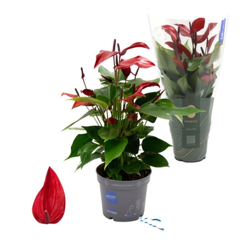 Anthurium 'Banderola Lava' 12cm