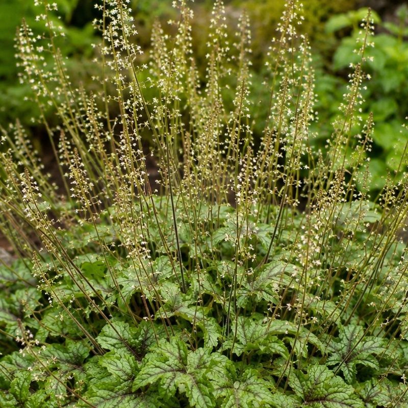 Heucherella 'Kimono' 2 Litre
