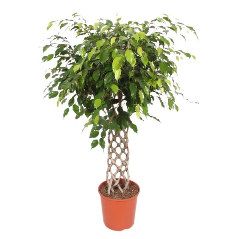 Ficus benjamina 'Exotica' 30cm