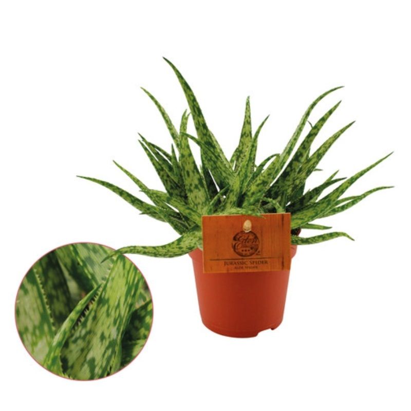 Aloe 'Jurassic Spider'
