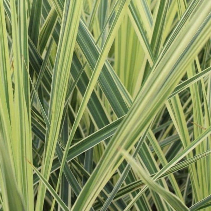 Cordyline australis 'Lime Passion' 2 Litre