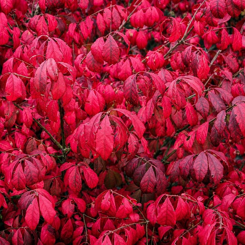 Euonymus alatus 'Compactus' 3.5 Litre