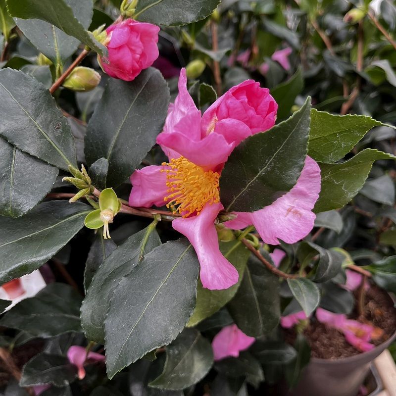 Camellia 'Cleopatra'