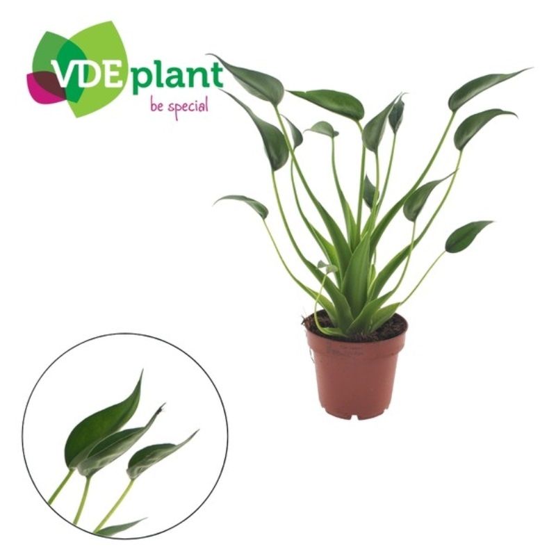 Alocasia 'Tiny Dancers' 12cm