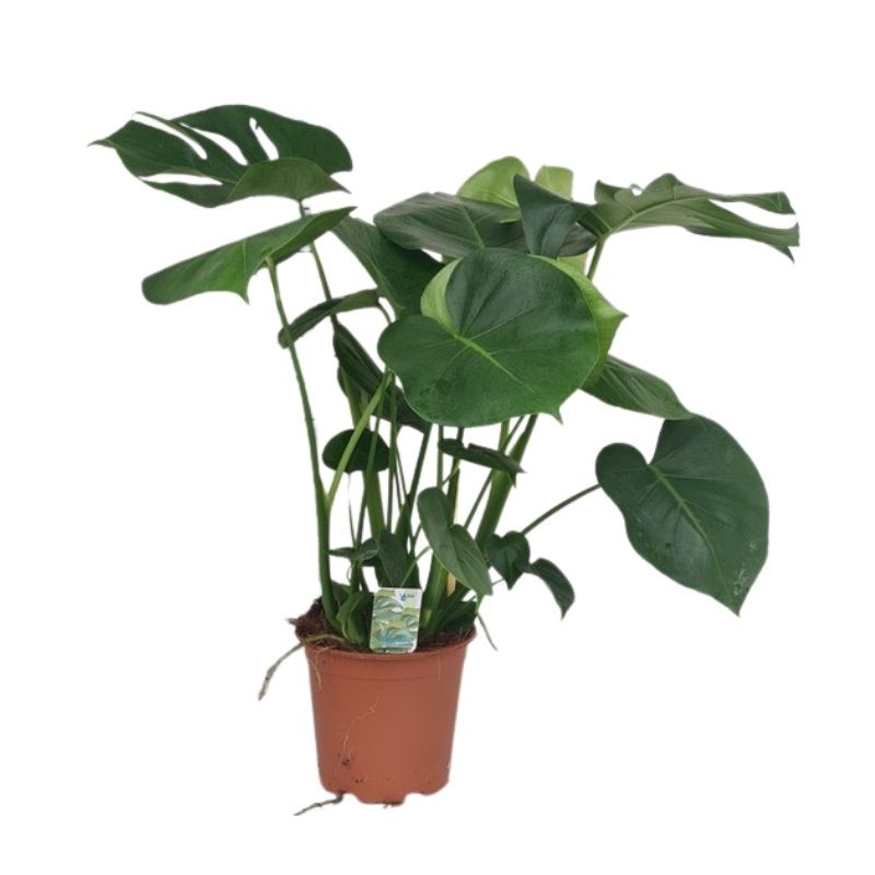 Monstera deliciosa 19cm