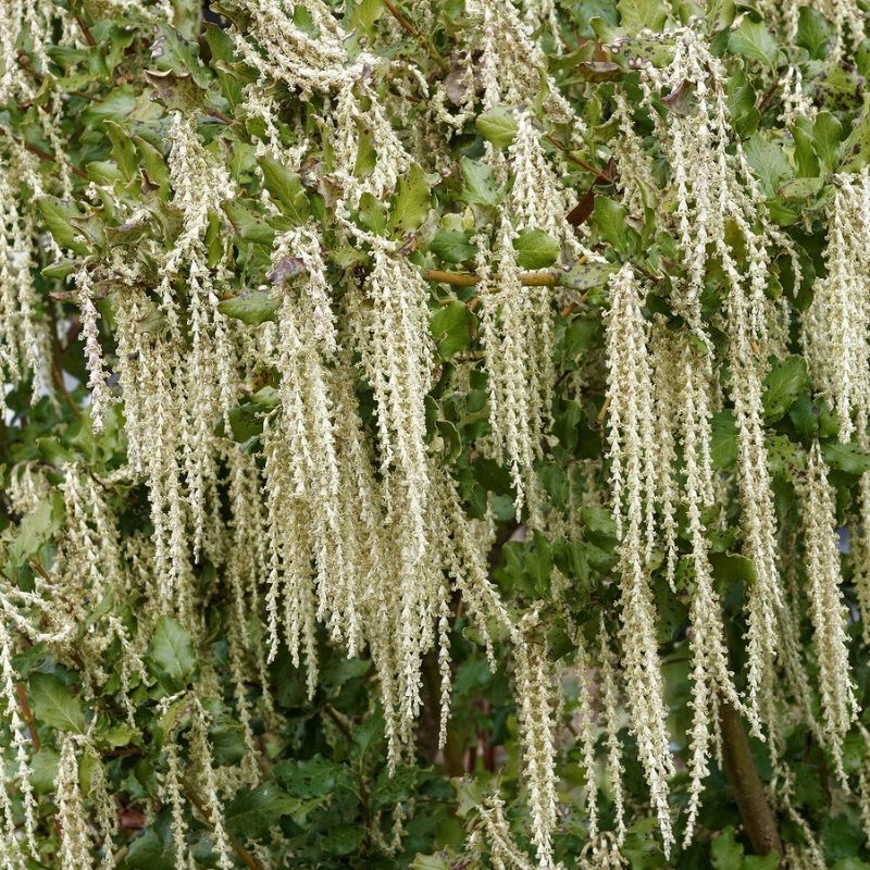 Garrya elliptica 3 Litre
