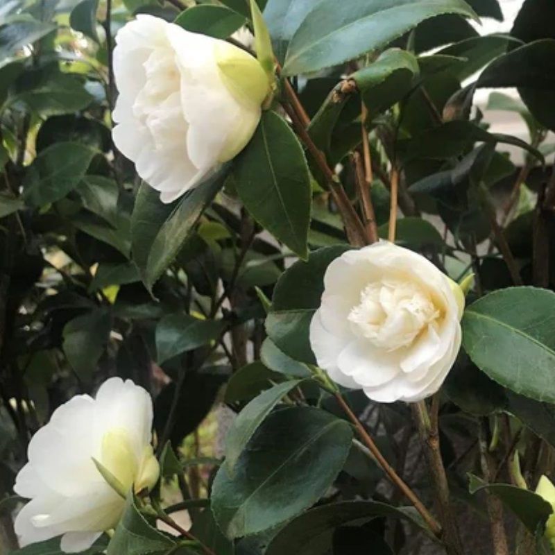 Camellia 'Nobilissima'