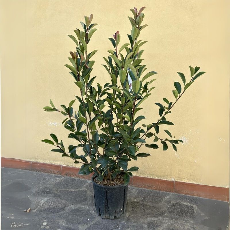 Photinia Serrulata 'Red Robin' 10 Litre - Evergreen Trees - Arboretum  Garden Centre