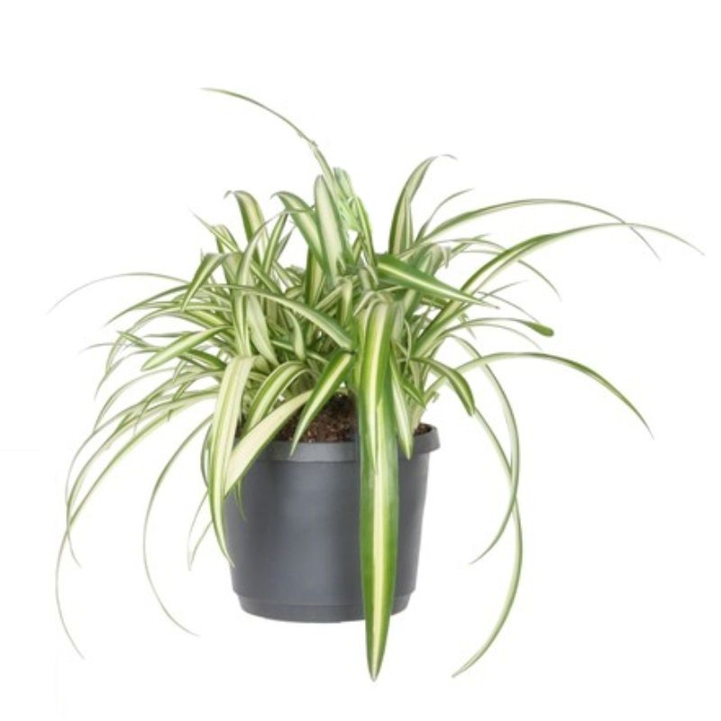 Chlorophytum com. 'Varigatum' 12cm