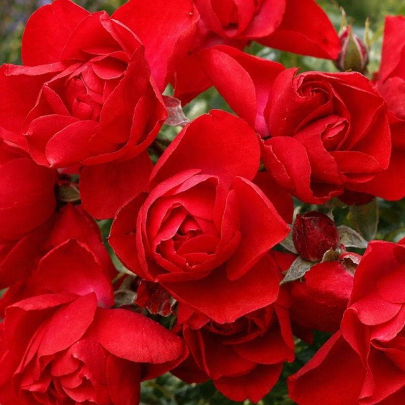 Rosa 'Flower Carpet Cherry' 3.5 Litre