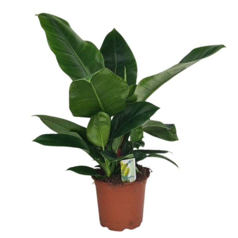 Philodendron 'Imperial Green' 19cm
