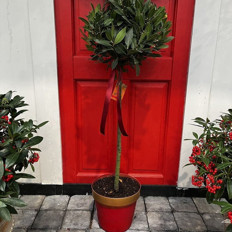 Laurus nobilis Lollipop Ball (Half-Standard) 110cm