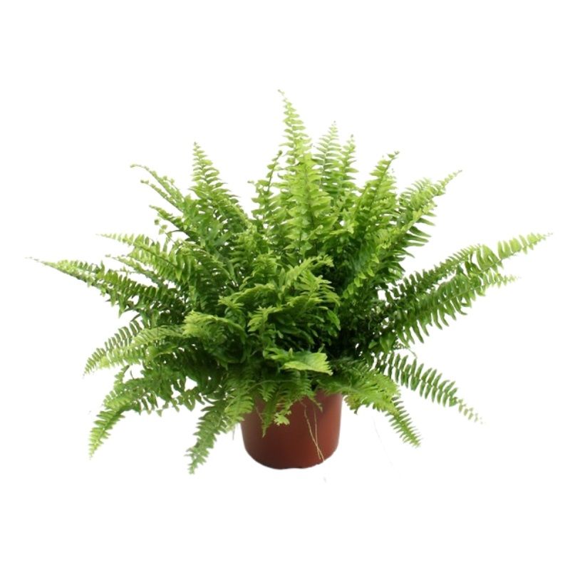 Nephrolepis ex. 'Boston' 17cm