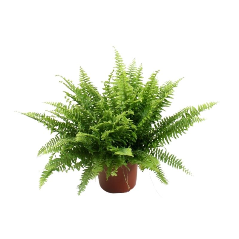 Nephrolepis ex. 'Boston' 17cm