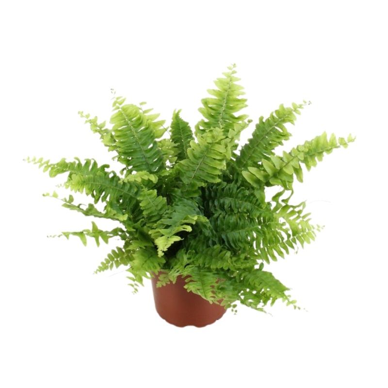 Nephrolepis ex. 'Boston' 12cm
