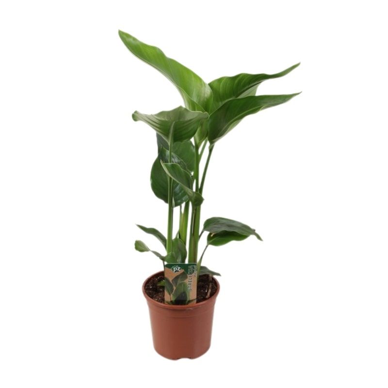 Strelitzia nicolai 15cm