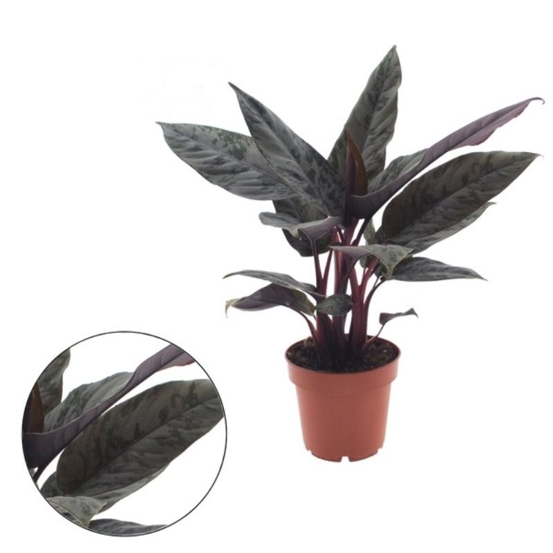 Apoballis Acuminatissima 12cm