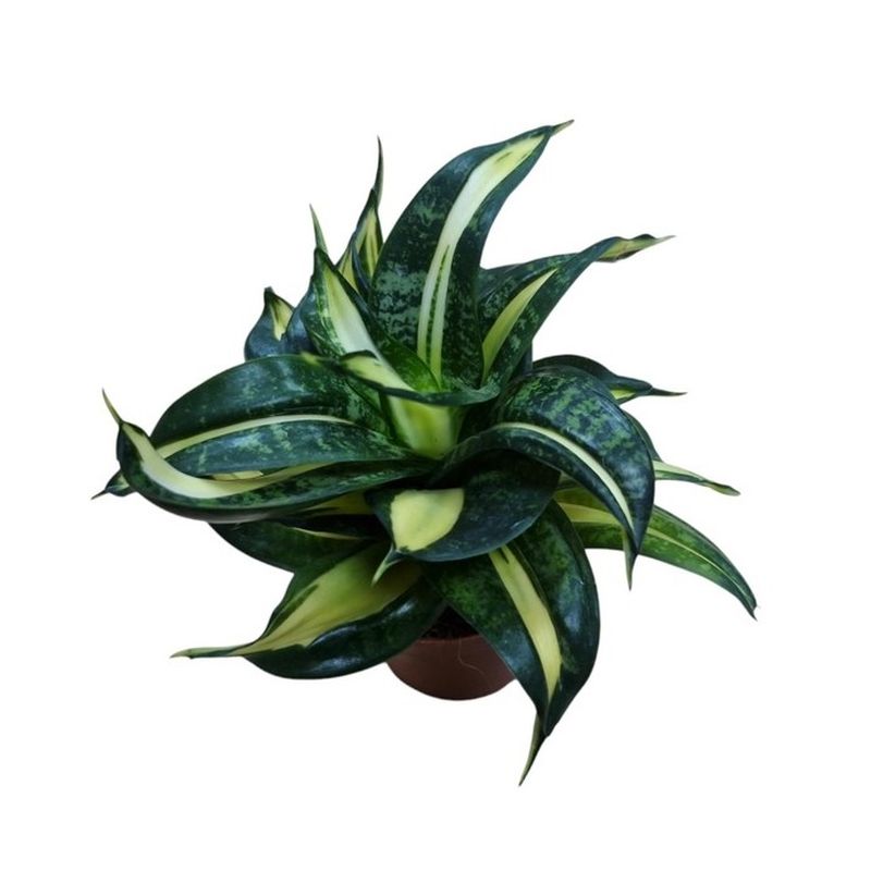 Sansevieria trif. 'Spriral Star'