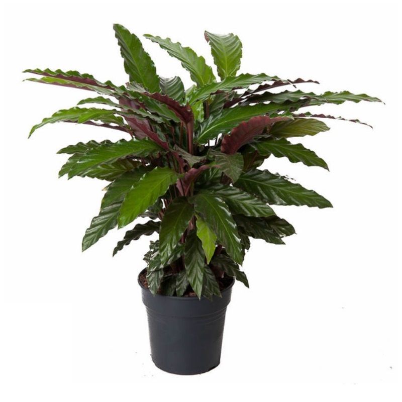 Calathea ruf. 'Wavestar' 14cm