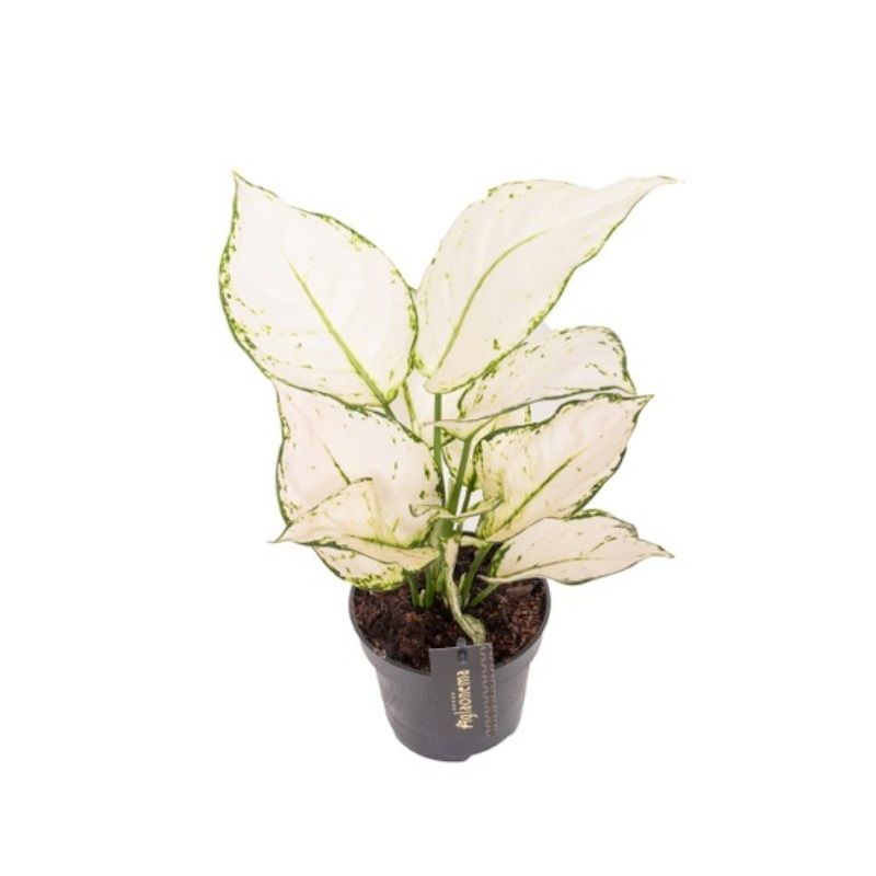 Aglaonema 'White Joy' 12cm