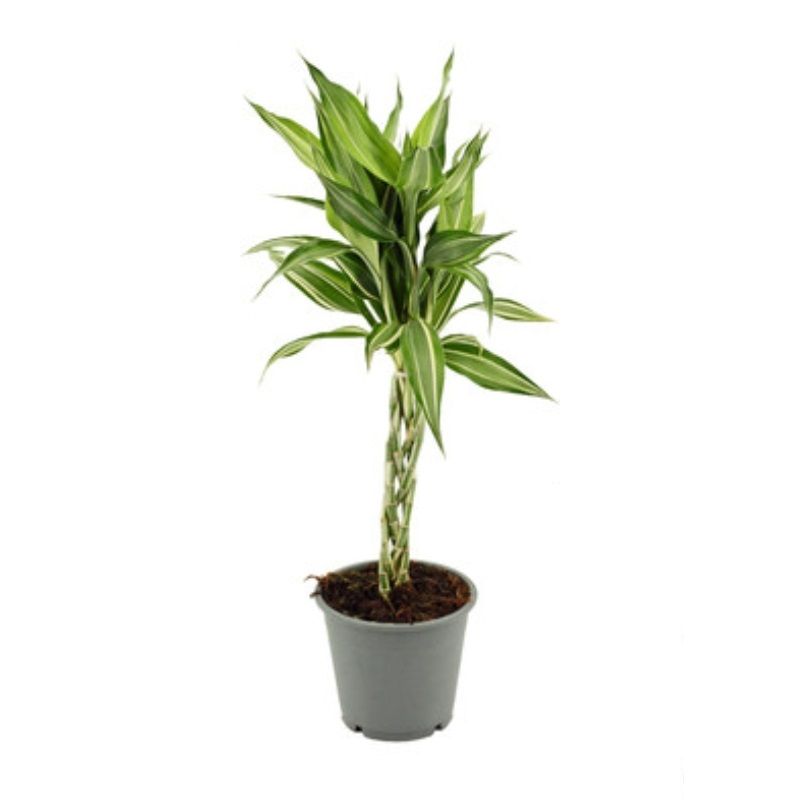 Dracaena sanderiana (Braided) 12cm