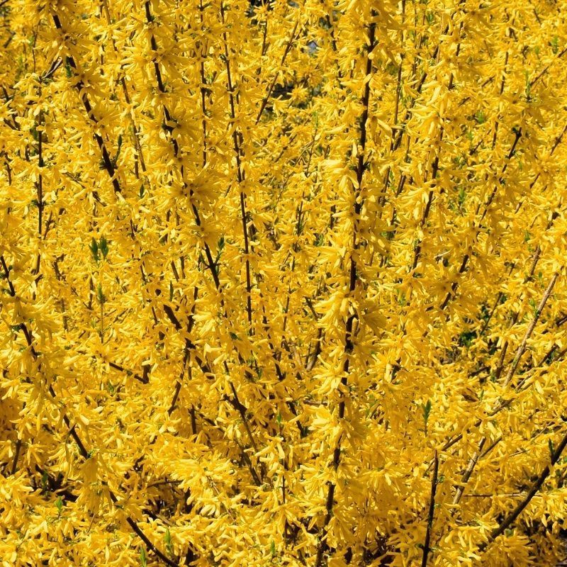 Forsythia intermedia 'Weekend' (90cm Bush) 10 Litre