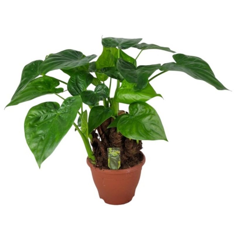 Alocasia cucullata 'Flame' 19cm