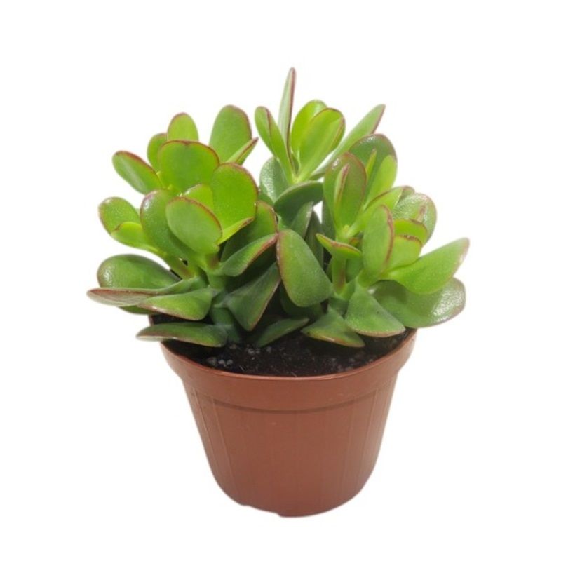 Crassula ovata 12cm