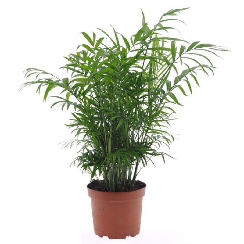 Chamaedorea elegans 17cm