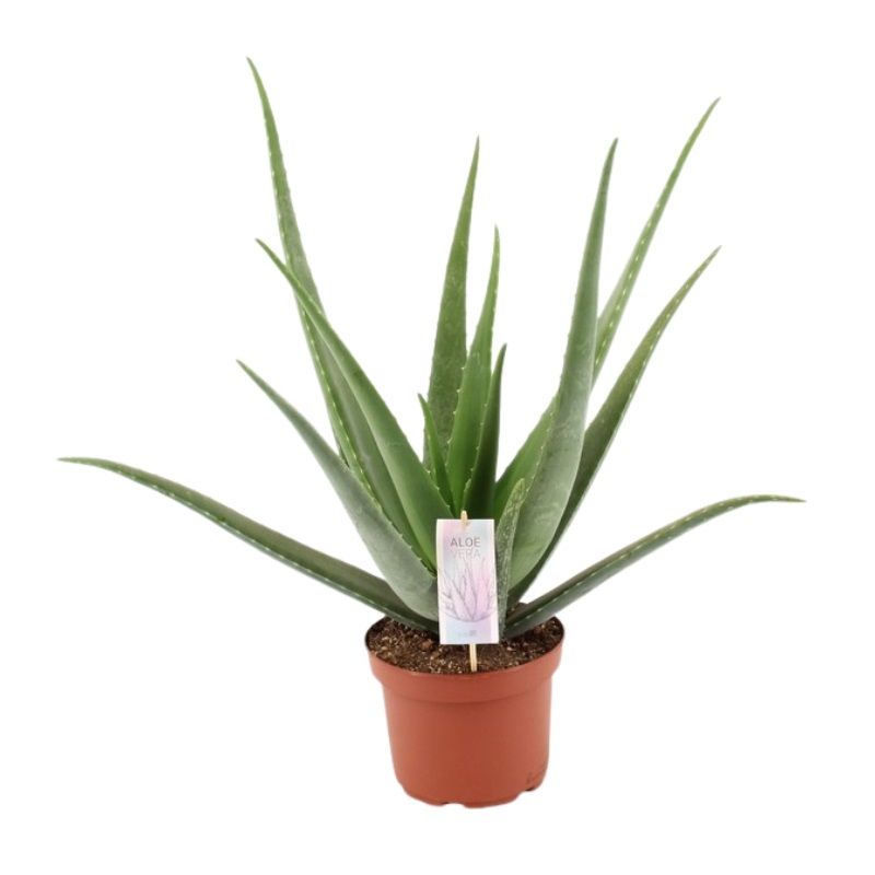 Aloe Vera 19cm