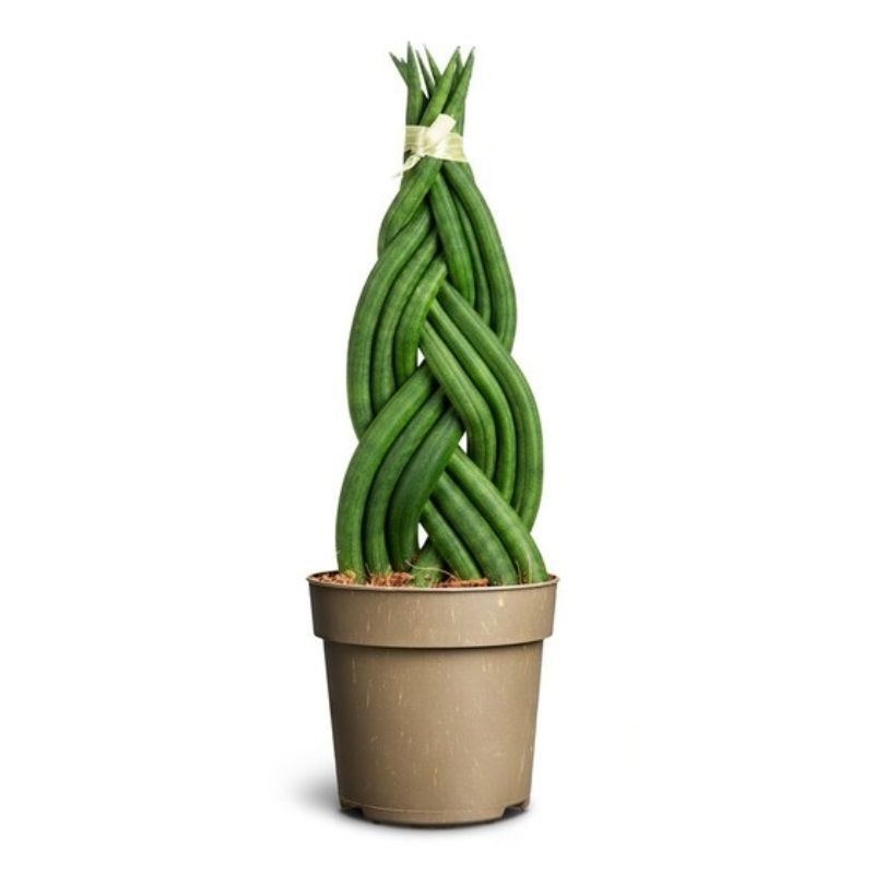 Sansevieria cylindrica 'Braided' 11cm