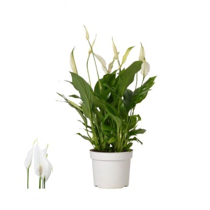 Spathiphyllum 'Bellini' 13cm